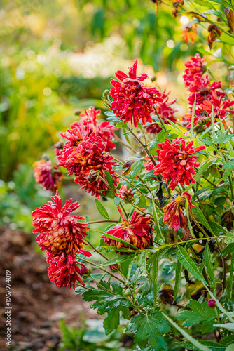 Vibrant red flowers bloom beautifully in a sunny garden filled with lush greenery