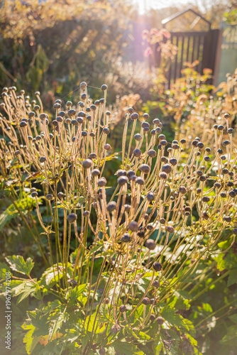 Delicate garden blooms reaching for the warm sunlight in autumn's gentle embrace