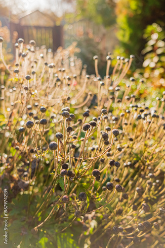 Beauty of wildflowers catching the golden sunlight in a garden during early autumn