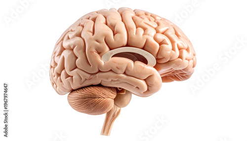 Human brain anatomy viewed from side on a white backdrop showcasing the cerebrum cerebellum and brainstem for medical science