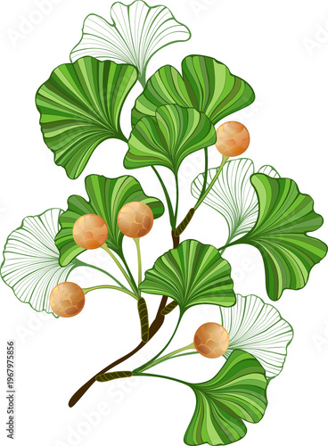 Frame of green ginkgo biloba branches