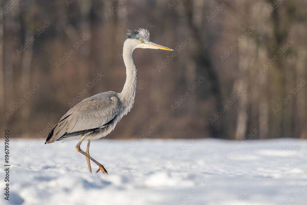 Obraz premium Grey Heron - Ardea cinerea, large common gray heron from worldwide lakes and rivers, Poland.