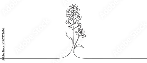 Single continuous line drawing of a delicate rapeseed flower with small blossoms and leaves, rendered in a minimalist artistic style