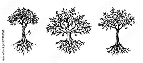 Trees and roots set with stark black silhouettes of trunks and intertwined roots featuring tree, root, leaf with nature and outline