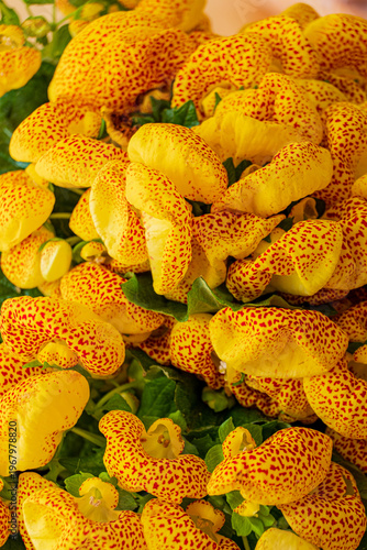 Bright and vibrant yellow flowers bloom beautifully in a garden setting under warm sunlight