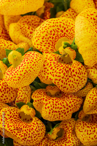 Vibrant yellow orchids with striking red spots bloom in a lush garden setting during spring morning