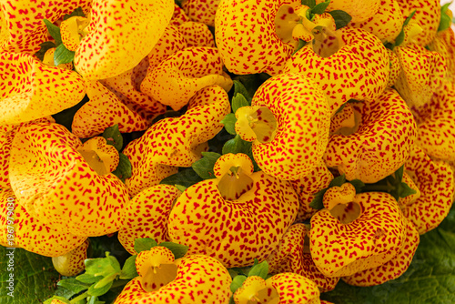 Brightly colored yellow flowers with striking red spots create a vivid natural spectacle