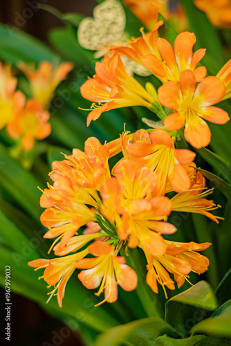 Bright orange flowers bloom vibrantly against lush green leaves in a lively garden setting