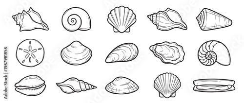 Various detailed black and white outline drawings of different seashells and marine mollusk shells are neatly arranged