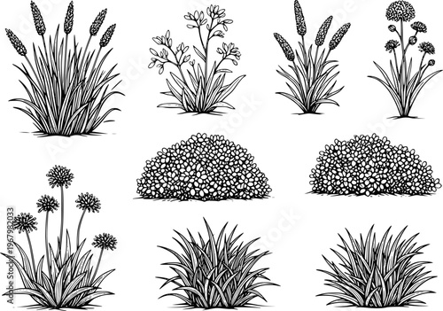 Collection of hand drawn botanical featuring various grasses and flowering plants in black and white