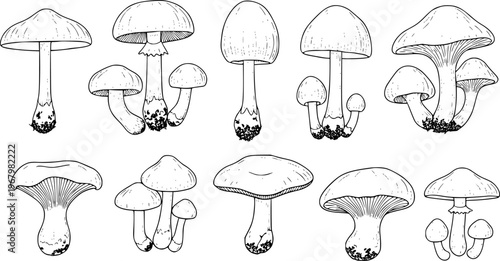 Hand Drawn Black and White Mushroom Isolated White Background fungi nature