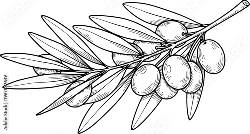 Hand drawn black and white of an olive branch with ripe olives and leaves fruit food