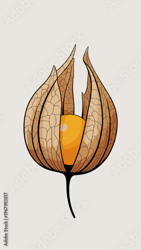 An exquisite illustration of a ripened physalis berry resting within its delicate papery husk, showcasing intricate venation patterns, vibrant orange fruit, botanical elegance, minimalist clean white 