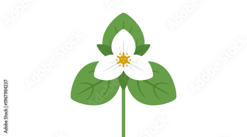 White Trillium Flower Vector Illustration - Minimalist Botanical Icon of Ontario Provincial Flower and Ohio State Wildflower