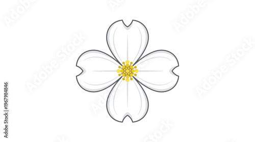Stylized White Dogwood Flower Vector Illustration - Cornus Florida Spring Blossom Icon