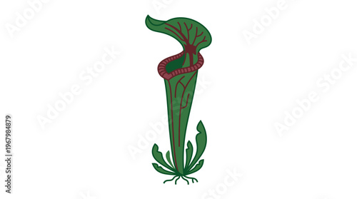 Minimalist Pitcher Plant Vector Illustration - Carnivorous Sarracenia Exotic Plant Isolated on White Background for Botany and Nature Design