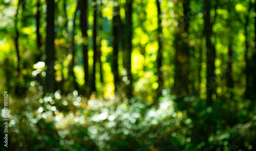 Forest background. Blur nature background. Greenery background. Green environment. Blurry green leaves in forest. Nature pattern with leaves. Blurred background of greenery.