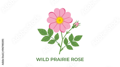 Wild Prairie Rose Vector Illustration - Pink Rosa Arkansana Flower with Green Leaves and Bud Isolated on White Background