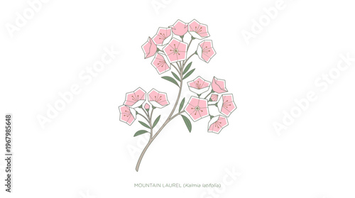 Botanical Illustration of Mountain Laurel (Kalmia latifolia) Pink Flowers, Geometric Minimalist Floral Design Isolated on White Background