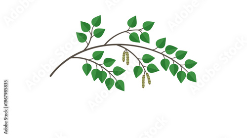 Minimalist Birch Tree Branch with Green Leaves and Catkins Vector Illustration Isolated on White Background
