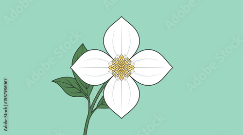 Minimalist Vector Illustration of a Blooming White Dogwood Flower with Green Leaves on a Soft Mint Background