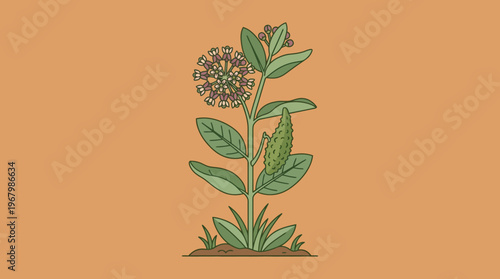Common Milkweed Plant Illustration with Flowers and Seed Pod, Asclepias Syriaca Botanical Vector for Monarch Butterfly Habitat and Pollinator Garden Design