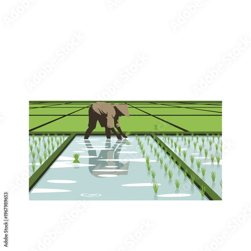 Farmer planting rice seedling in a flooded paddy field, agricultural labor, and organic farming practice