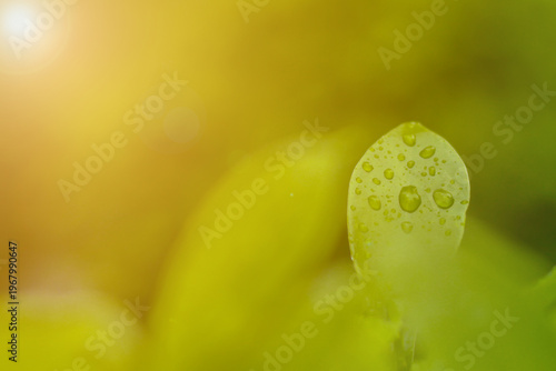 Dewy leaf: Close-up of a vibrant leaf glistening with droplets, highlighting the freshness of nature's beauty and the life force of the environment