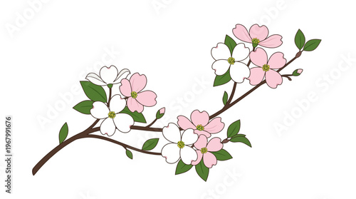 Pink and White Dogwood Flower Branch Illustration - Elegant Spring Floral Blossom Vector Isolated on White Background for Botanical Design and Wedding Stationery