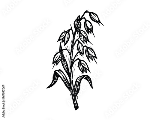 Agricultural oat plant branch with grains, rustic engraving illustration, organic whole grain element