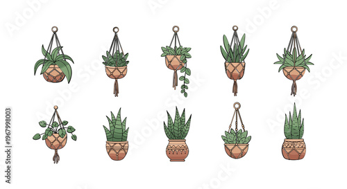 Hanging Potted Plants in Terracotta Pots.