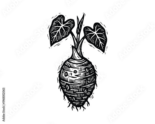Edible taro plant with textured root and large foliage, organic food element, botanical line art design
