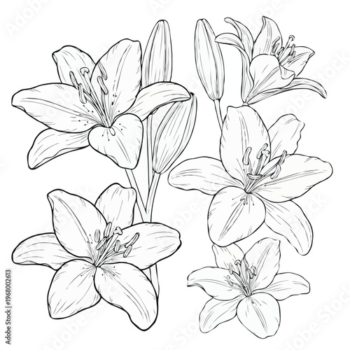 Lily flowers bouquet line art, floral coloring page illustration, hand drawn lily blossoms with buds