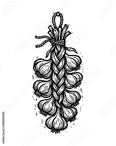 Garlic braid sketch. Hanging vegetable bunch. Rural harvest display. Traditional food preservation.