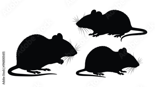 Three black rat silhouettes are depicted in various poses showcasing their detailed forms and features silhouette high quality professional modern elegant