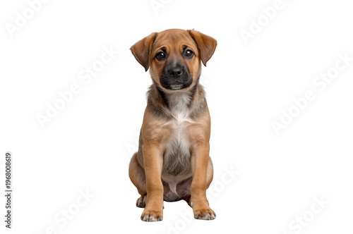 Cute puppy dog sitting looking at camera transparent background
