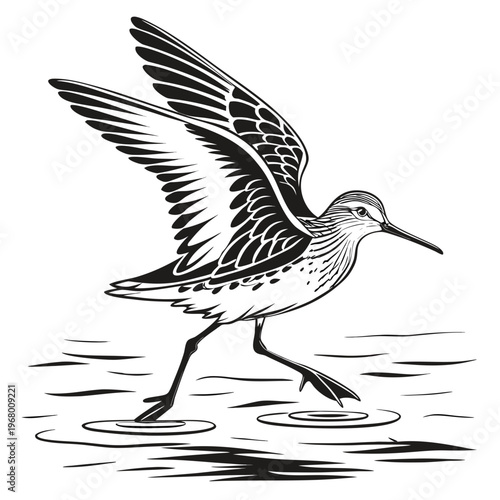 A detailed black and white illustration showcases a shorebird in mid flight seemingly skimming across water ripples high quality professional