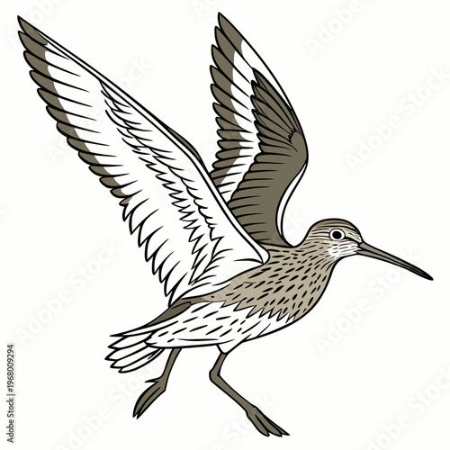 A detailed illustration depicts a long billed shorebird in mid flight wings outstretched showcasing its speckled plumage and elegant form