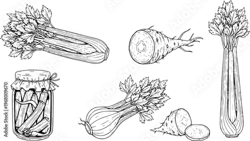 Hand Drawn Black and White of Celery Stalks Roots and Pickled Celery in a Jar vegetable