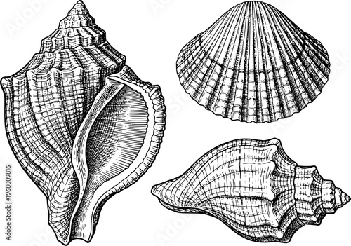 Vintage Engraving Style of Seashells White Background conch scallop