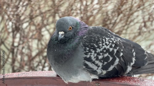 Wallpaper Mural A dark, iridescent pigeon perches quietly on a red metal railing covered in light frost. In the background, a body of water flows past wintery, bare bushes. Torontodigital.ca