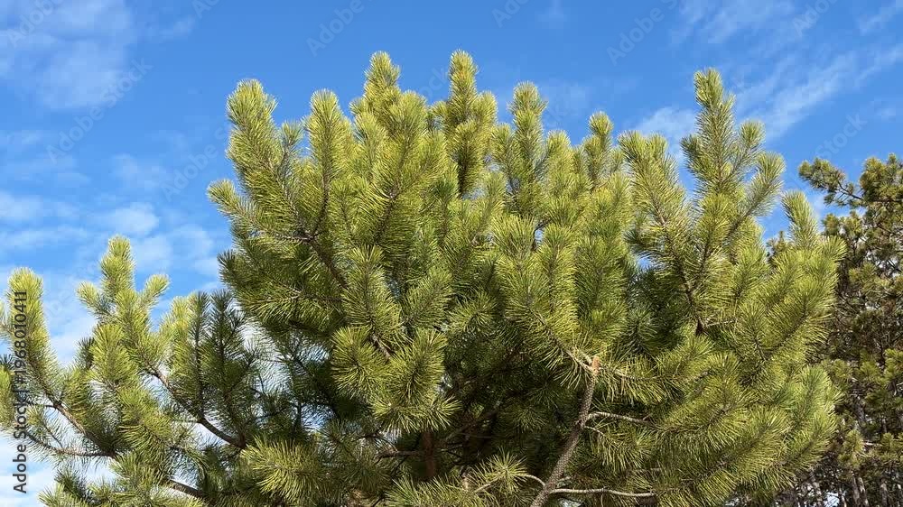 custom made wallpaper toronto digitalBright green pine needles rustle in the gentle breeze against a clear blue sky. The sunlight highlights the dense texture of the evergreen branches as they move in the wind.