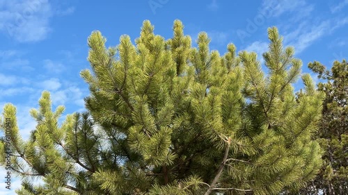 Wallpaper Mural Bright green pine needles rustle in the gentle breeze against a clear blue sky. The sunlight highlights the dense texture of the evergreen branches as they move in the wind. Torontodigital.ca