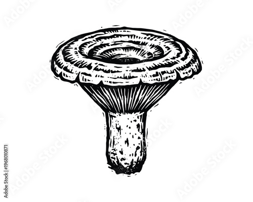 Mushroom illustration. Hand drawn graphic sketch style, edible fungi, forest plant isolated element.