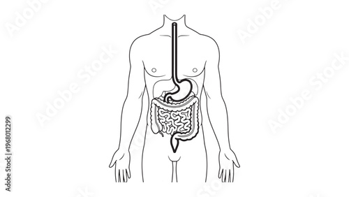 Detailed digestive system diagram representing gastrointestinal health management, clinical research investment and medical diagnostic industry insights