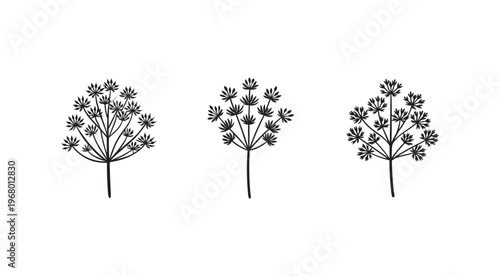 Set of black dill weed plants with flowers and stems on white background  illustrations