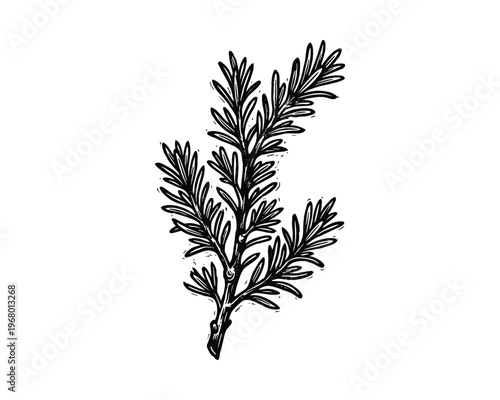 Rosemary sprig drawing, herb, seasoning, ingredient, culinary element