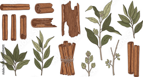 Cinnamon Sticks and Leaves Vector Set with Hand Drawn Spices, Herbal Elements and Organic Natural Ingredients Collection