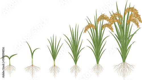 Rice Plant Growth Stages Vector Illustration with Roots Leaves and Golden Grain Development Agricultural Cycle Isolated on White Background