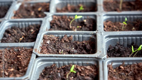 Timelapse of tomato seedlings leaning towards sunlight in a seed tray